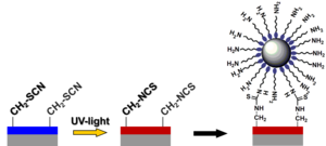 Fig. 1: N. Muhr, M. Grinschgl, W. Kern, T. Grießer, H. Schroettner, “Patterned immobilisation of SiO2 nanoparticles on the surface of a photosensitive polymer”, Thin Solid Films 520, 1789 – 1793 (2012) KC_surface_1